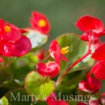 I Need You More from Marty's Musings-1