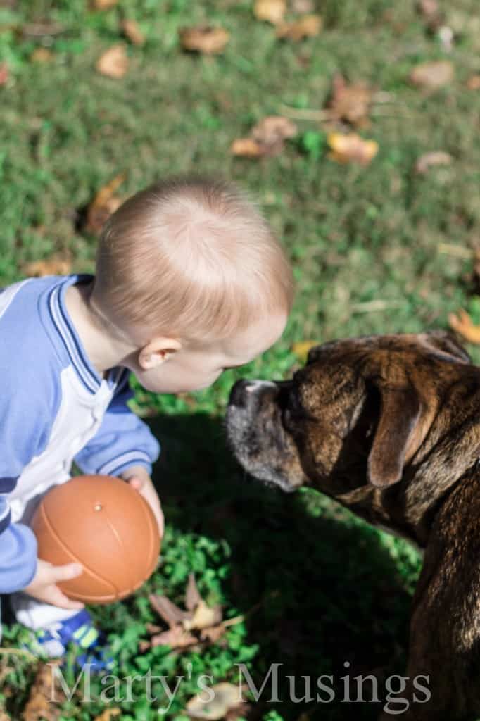 Dog Kisses Little Boy