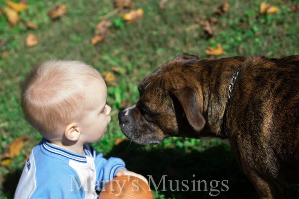 Dog Kisses Little Boy