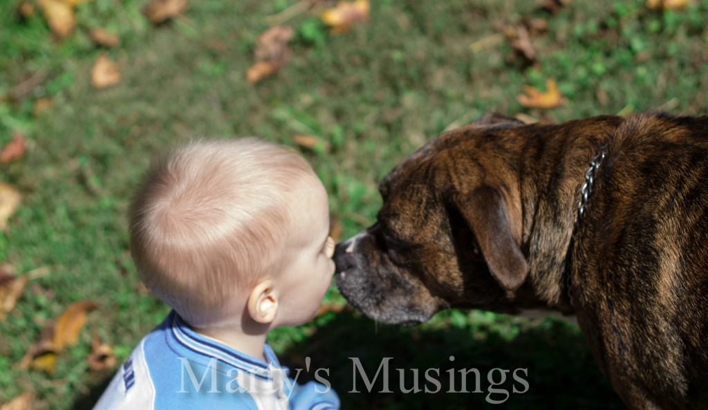 Dog Kisses Little Boy