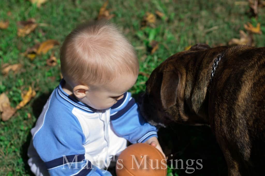 Dog Kisses Little Boy