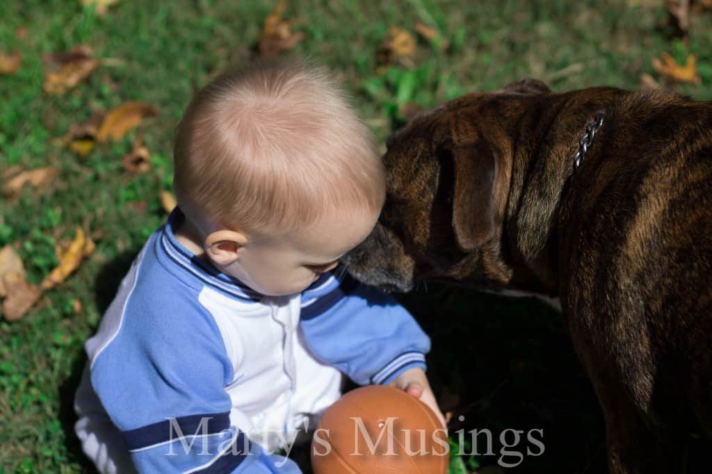 Dog Kisses Little Boy
