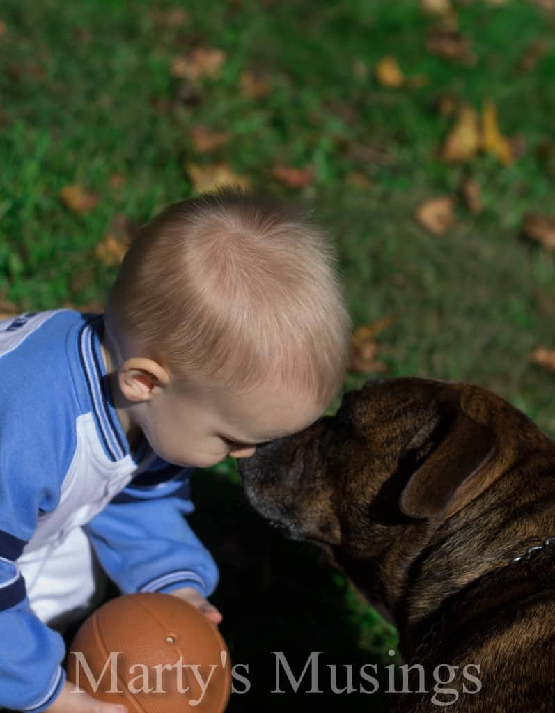 Dog Kisses Little Boy