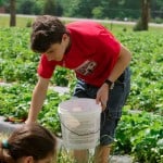 kids picking strawberries