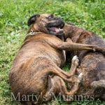 In You Simple Gift Sunday from Marty's Musings