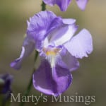 Victory in Jesus from Marty's Musings