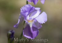Victory in Jesus from Marty's Musings