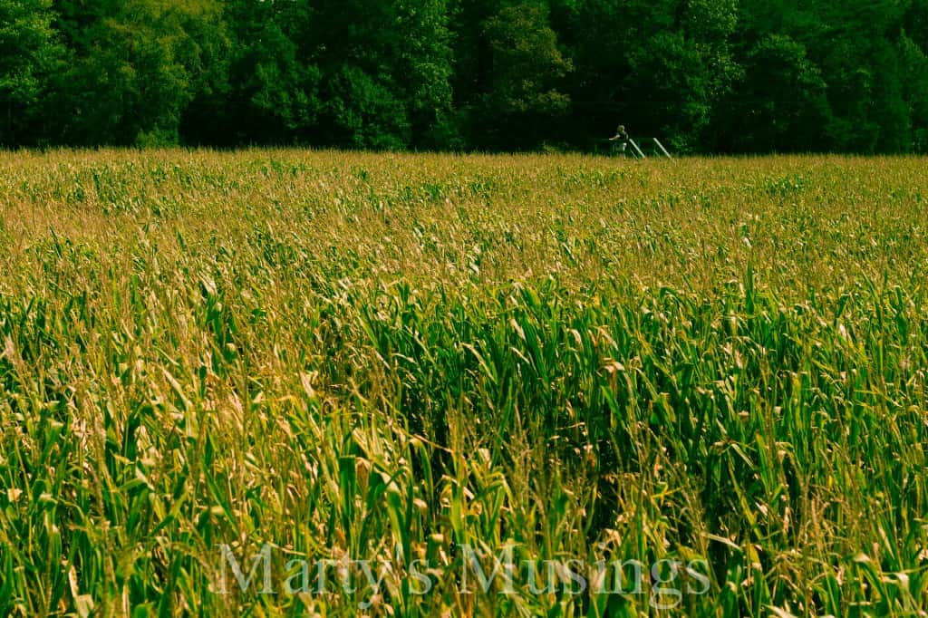 A green plant in a grassy field