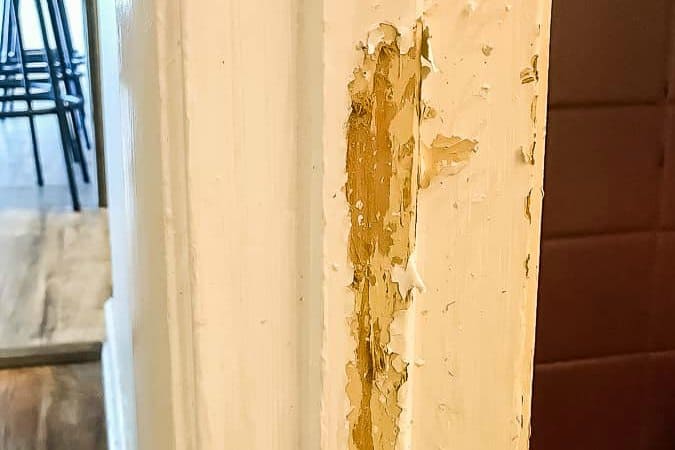 How to Repair Pet Damaged Walls: Tips Everyone Can Use