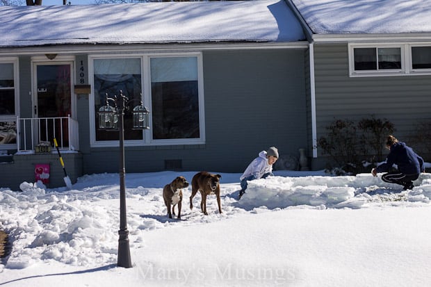 A dog that is covered in snow