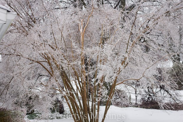 photo of tree with snow on it