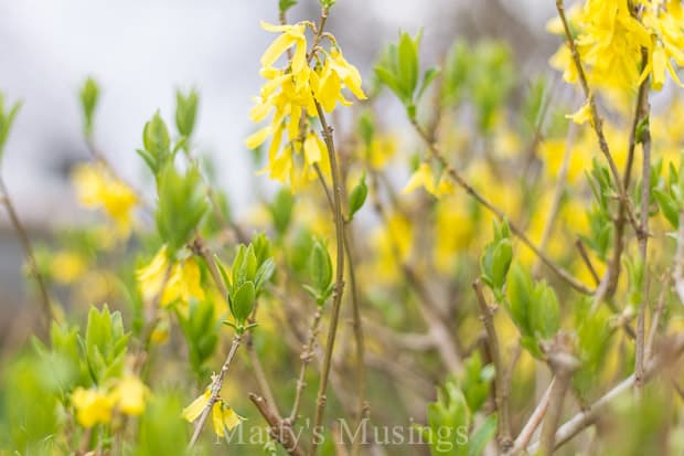 pretty yellow flowers in field