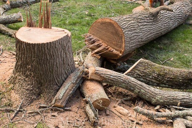 Tree and Deck