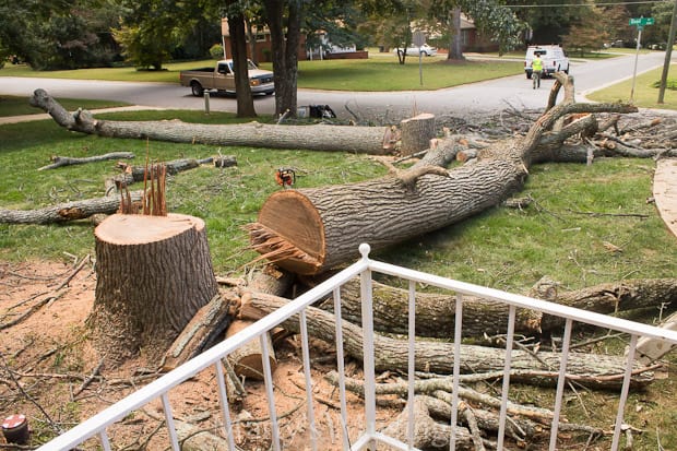 Large tree cut down in sections in front yard