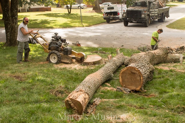 Tree Removal- Part One of Our Dream Deck