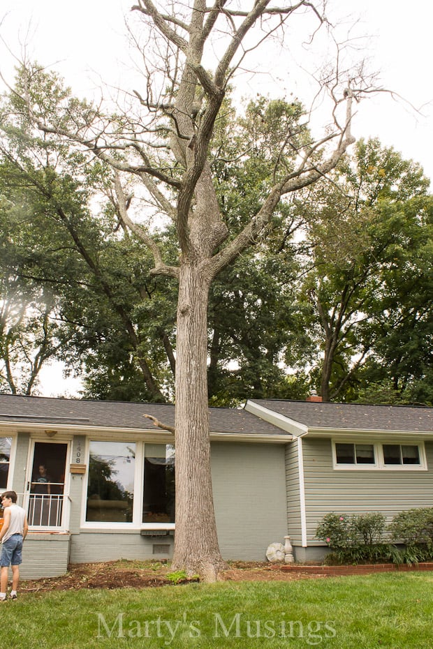 A tree in front of a house