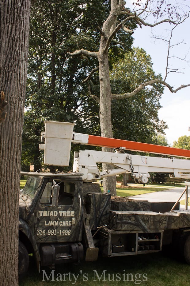 A truck is parked next to a tree