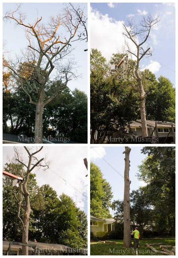 Tree Removal- Part One of Our Dream Deck from Marty's Musings.jpg