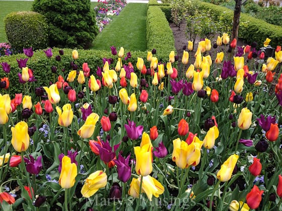 A group of colorful flowers