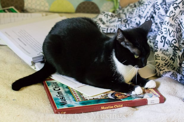 A cat lying on top of a table