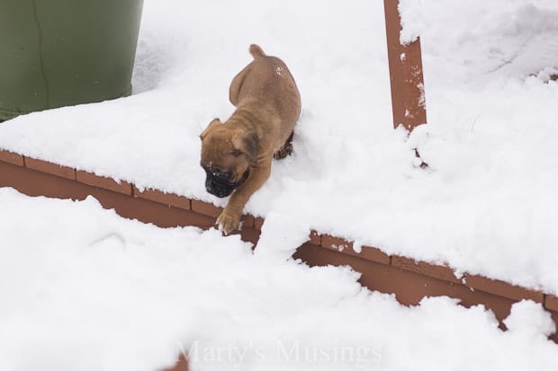 A dog sitting on top of a pile of snow