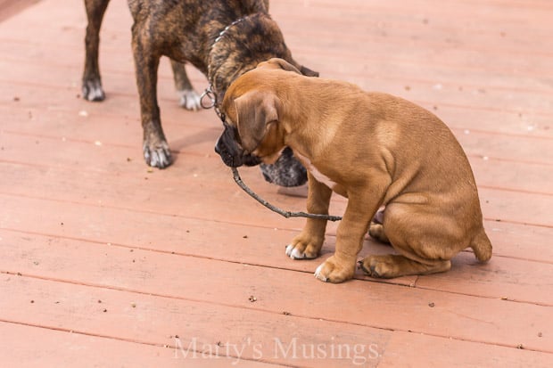 behr paint deckover shown with 2 dogs