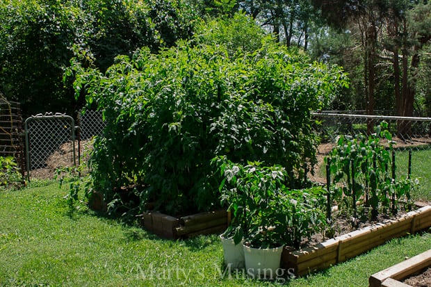 A wooden bench in a garden