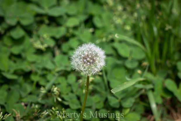 A close up of a plant