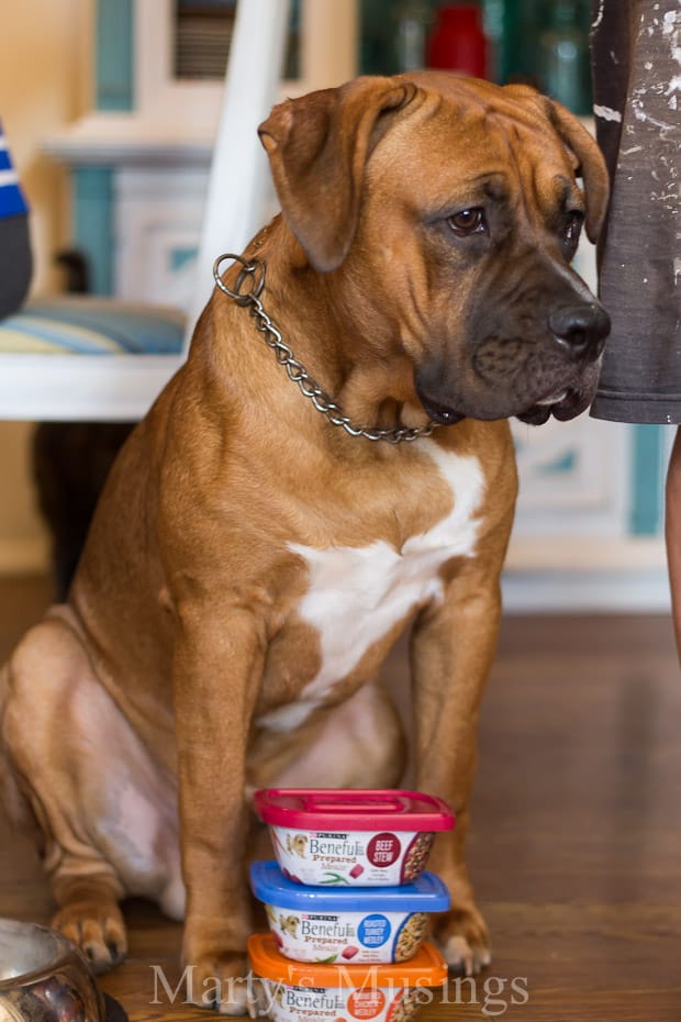 A dog sitting on a table