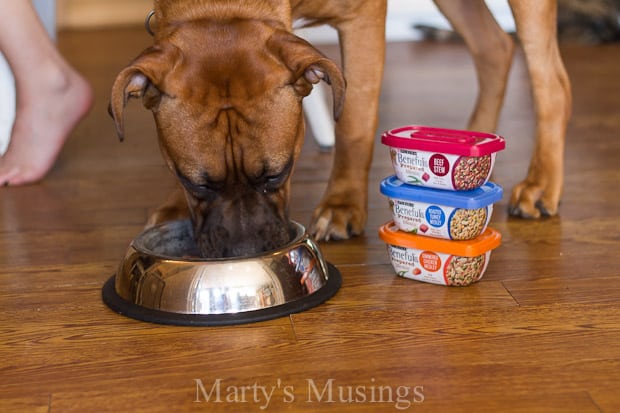 A dog standing on top of a wooden table