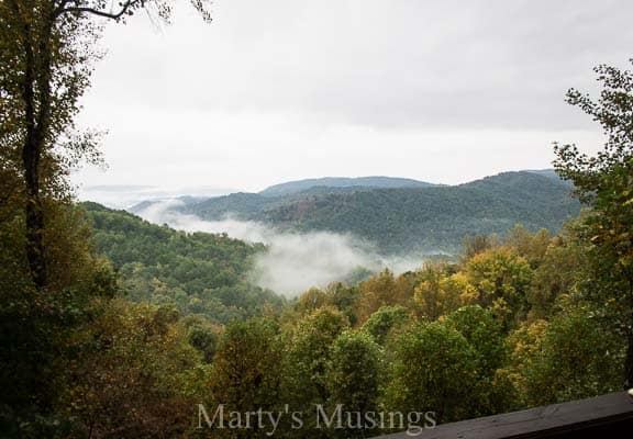 A view of a forest