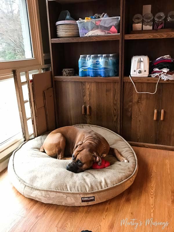 A dog lying on a bed