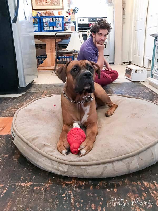 Dog sitting on its bed with teenager during kitchen construction