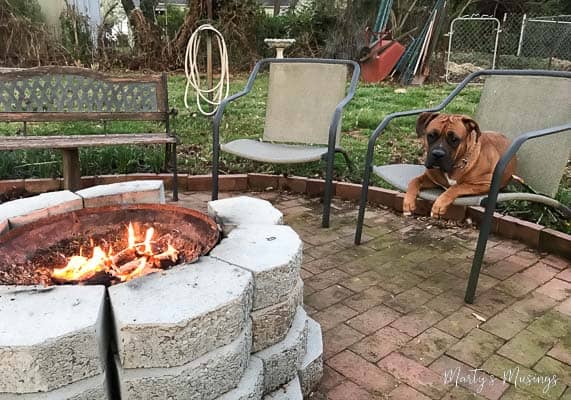 A dog sitting on a bench