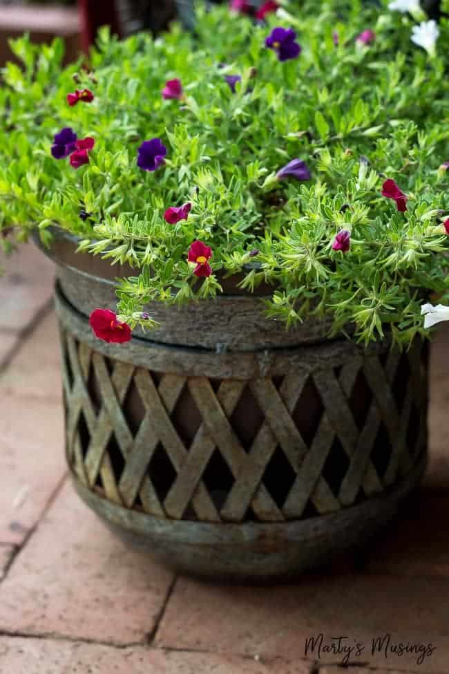 A close up of a flower pot