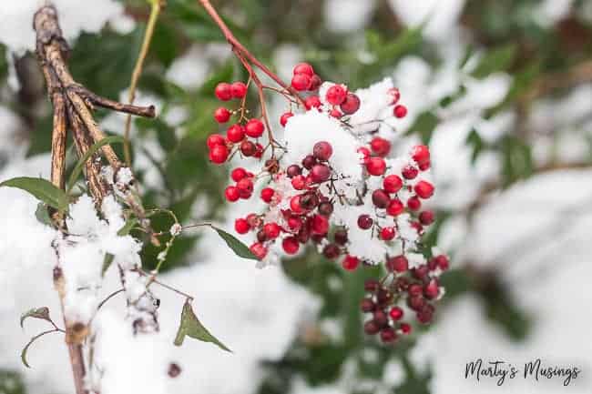 red berries in winter snow