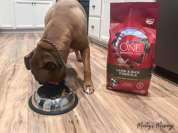 Boxer/lab mix dog eating Purina ONE Lamb & Rice formula