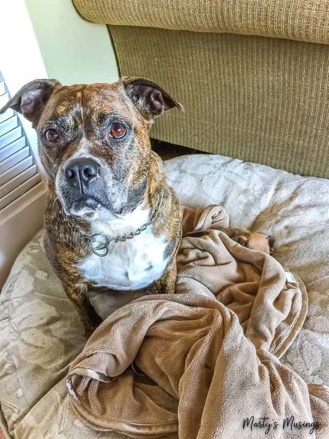 A dog lying on a bed