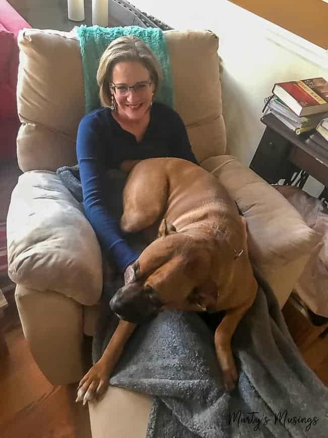 boxer pit bull mix dog sitting in mom's lab in recliner