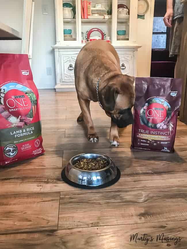 Brown dog sniffing at Purina ONE dog food