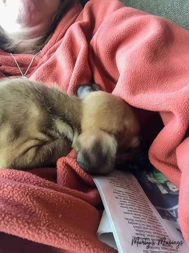 puppy snuggled under mom's arm