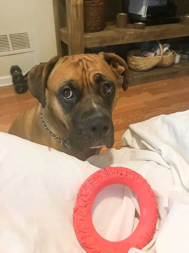 Puppy with sad eyes waiting to play with red ring toy