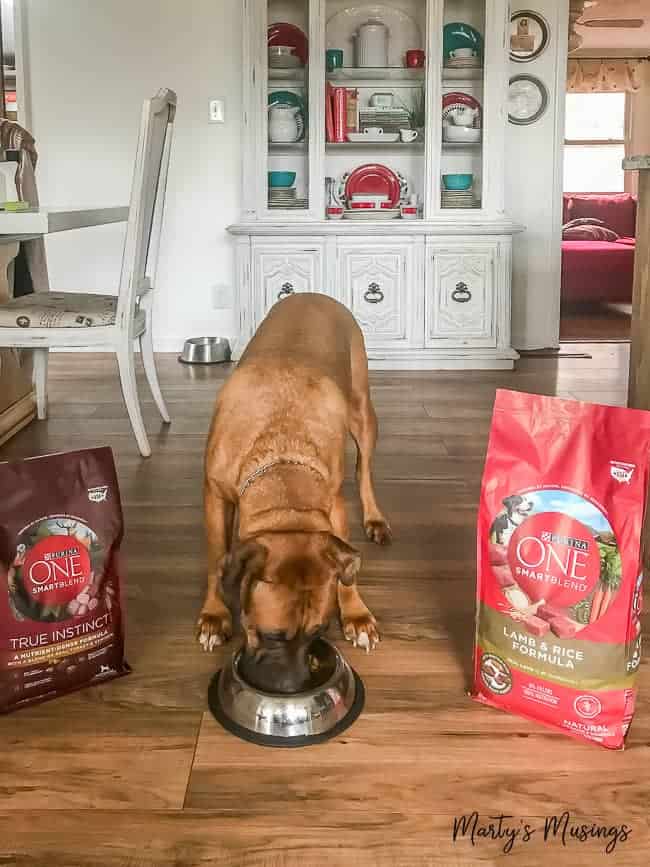 boxer dog eating Purina ONE food