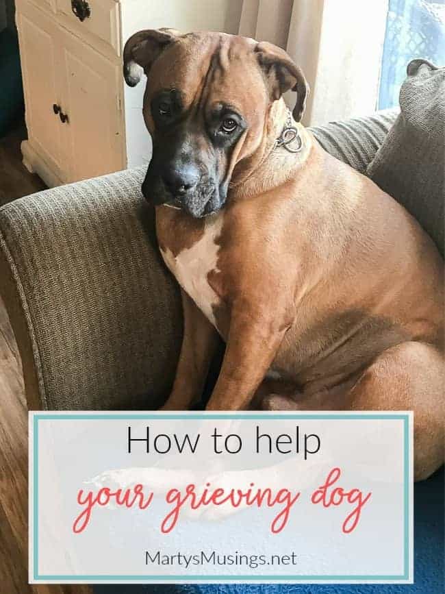 how to help a grieving dog