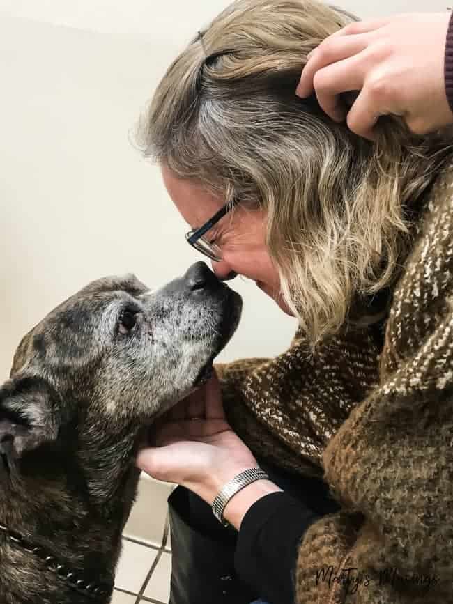 pet owner rubbing nose with black dog