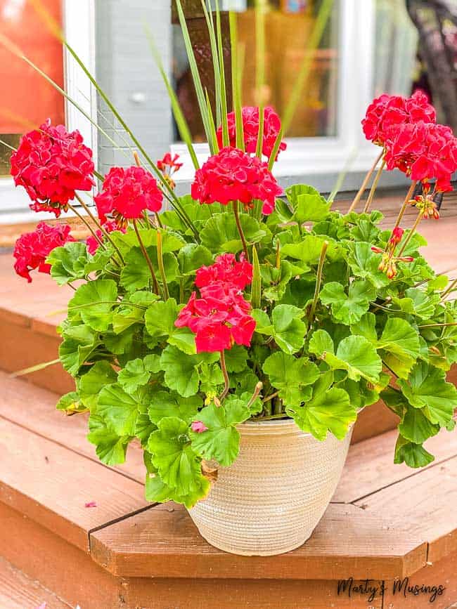 geranium in planter on front steps