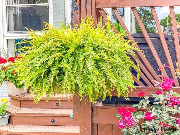 large fern in front of front deck of home