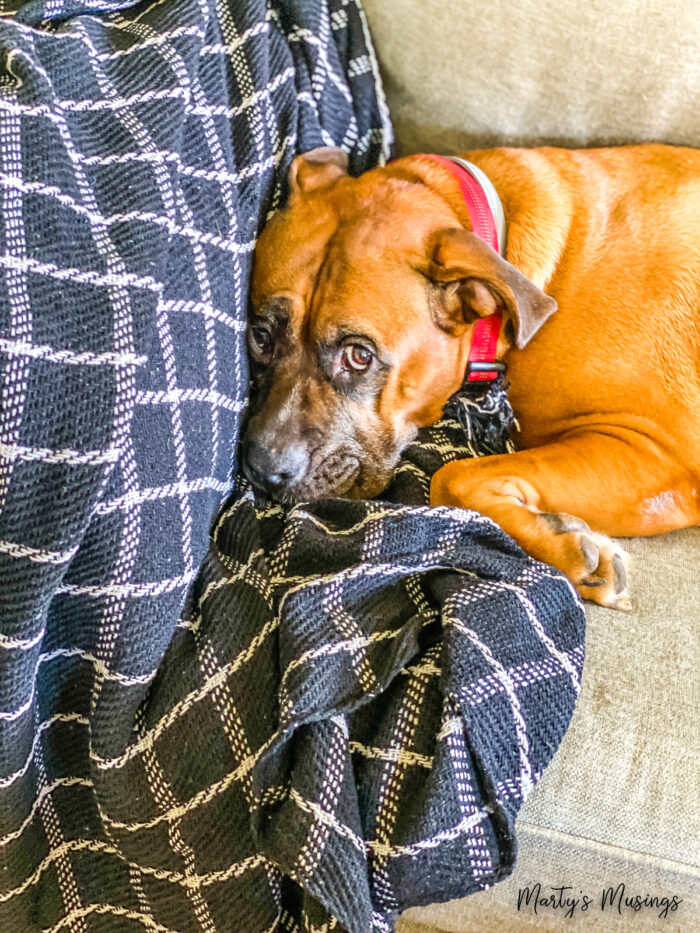 Dog cuddled up on black buffalo check throw