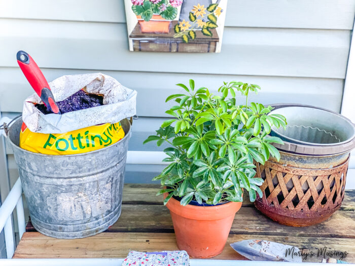 Wooden shelves with potting soil and plant on top