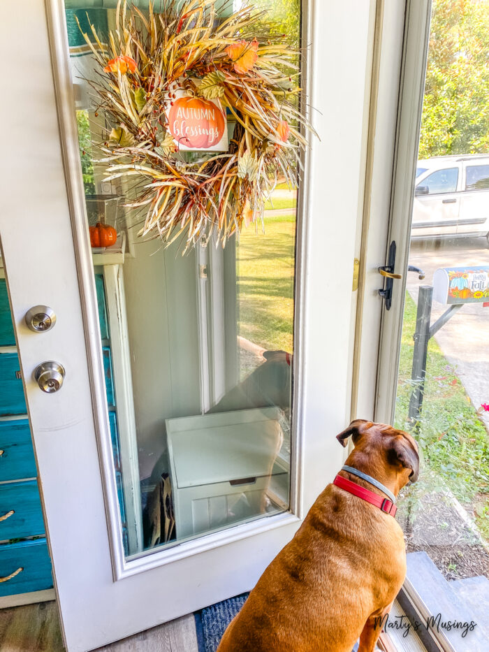 Glass front door with autumn wreath and dog looking out
